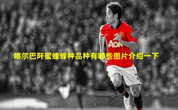 喀尔巴阡蜜蜂蜂种品种有哪些图片介绍一下
